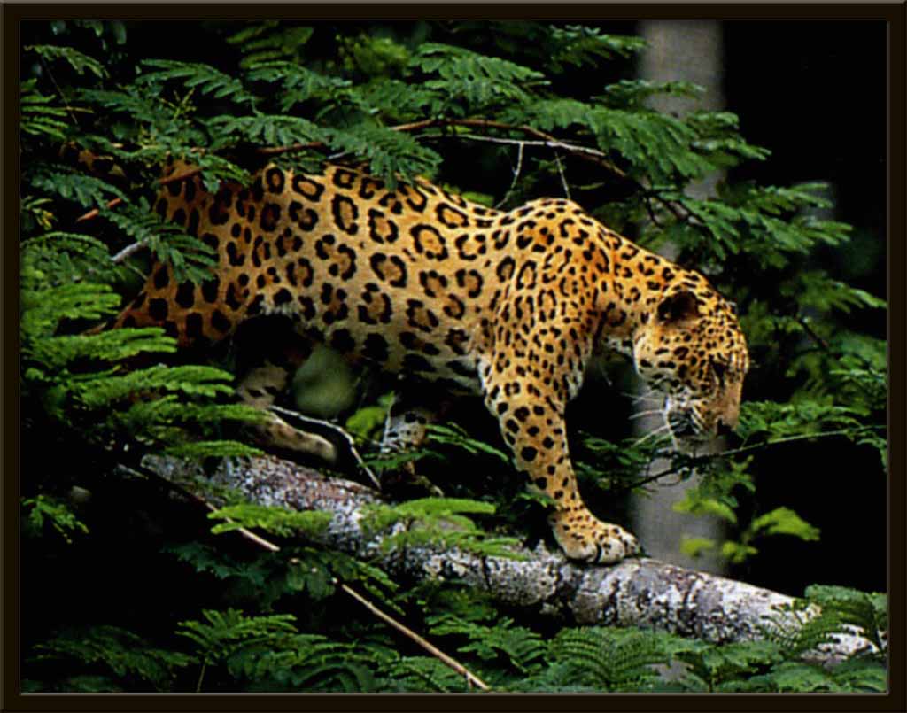 jaguar