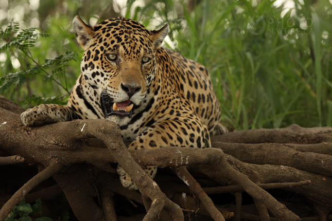 jaguar005