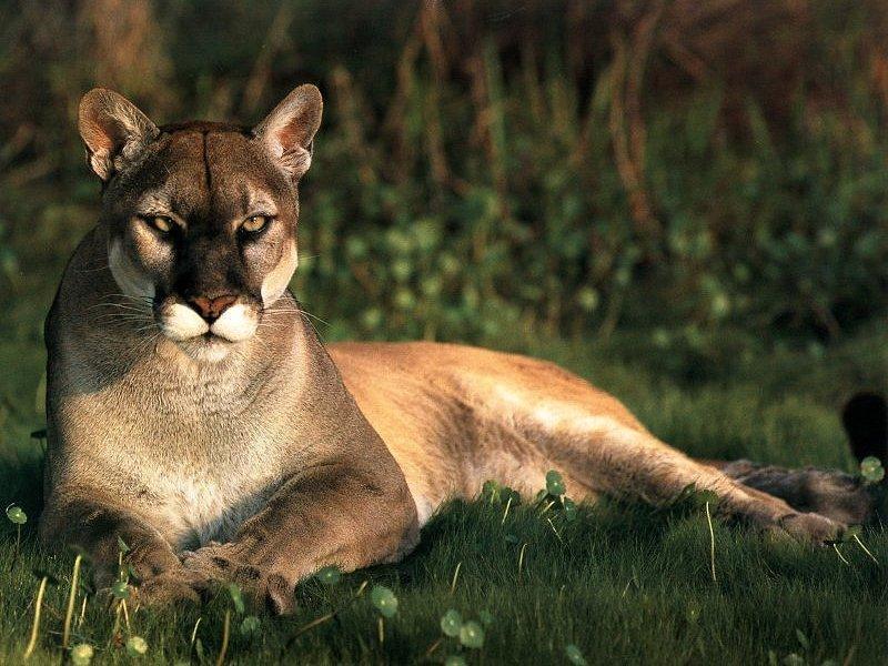 Puma-concolocor
