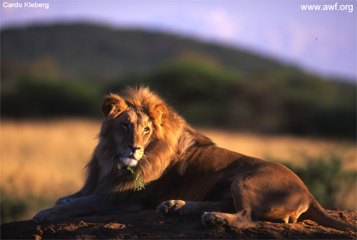 3819_file_lion_Kleberg
