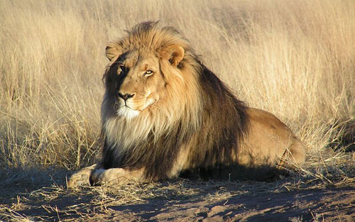 African_Lion